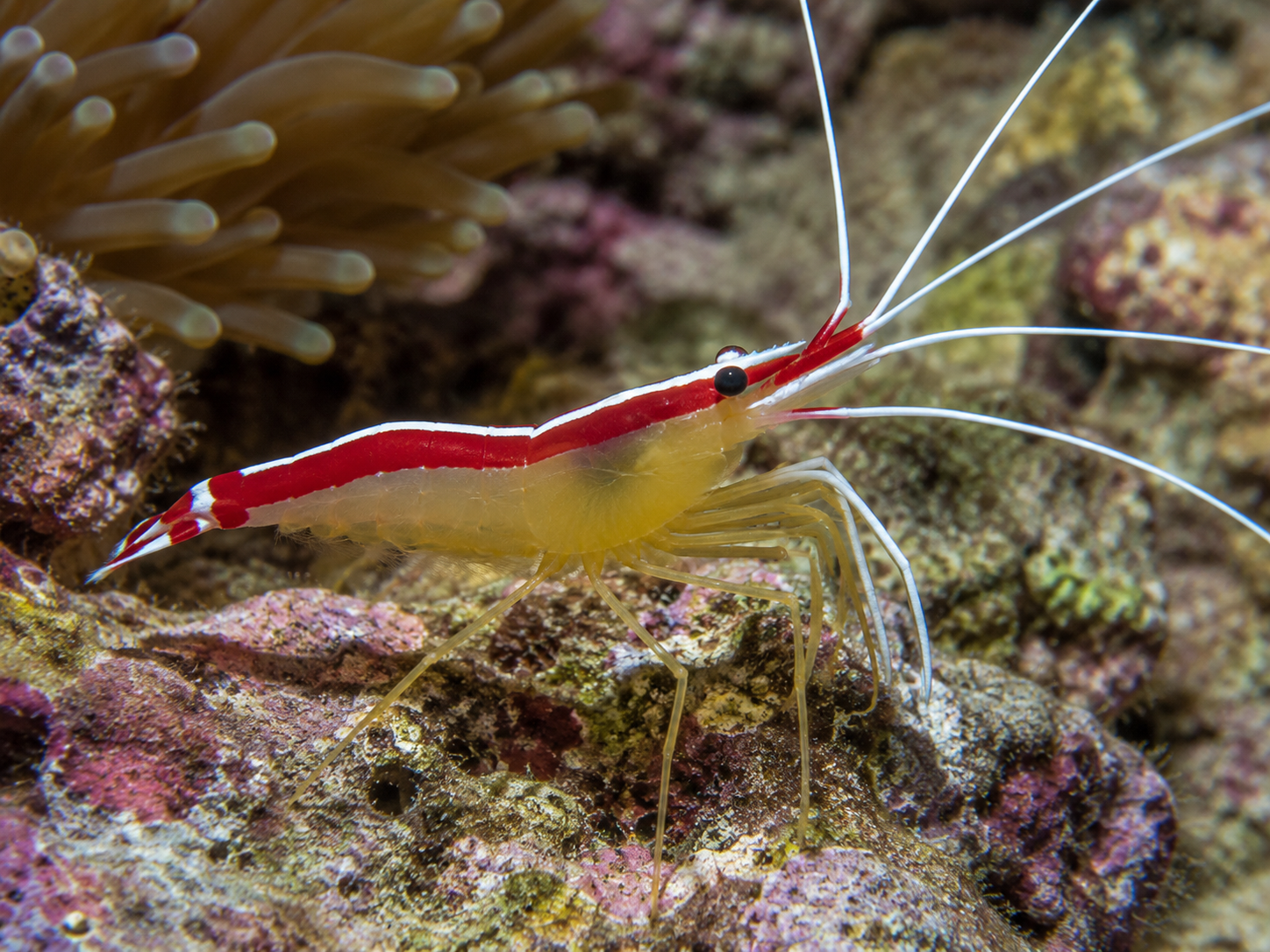 Reef shrimp